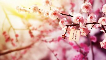 桃花運
