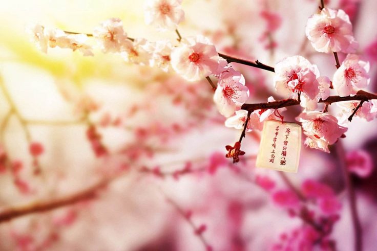 桃花运